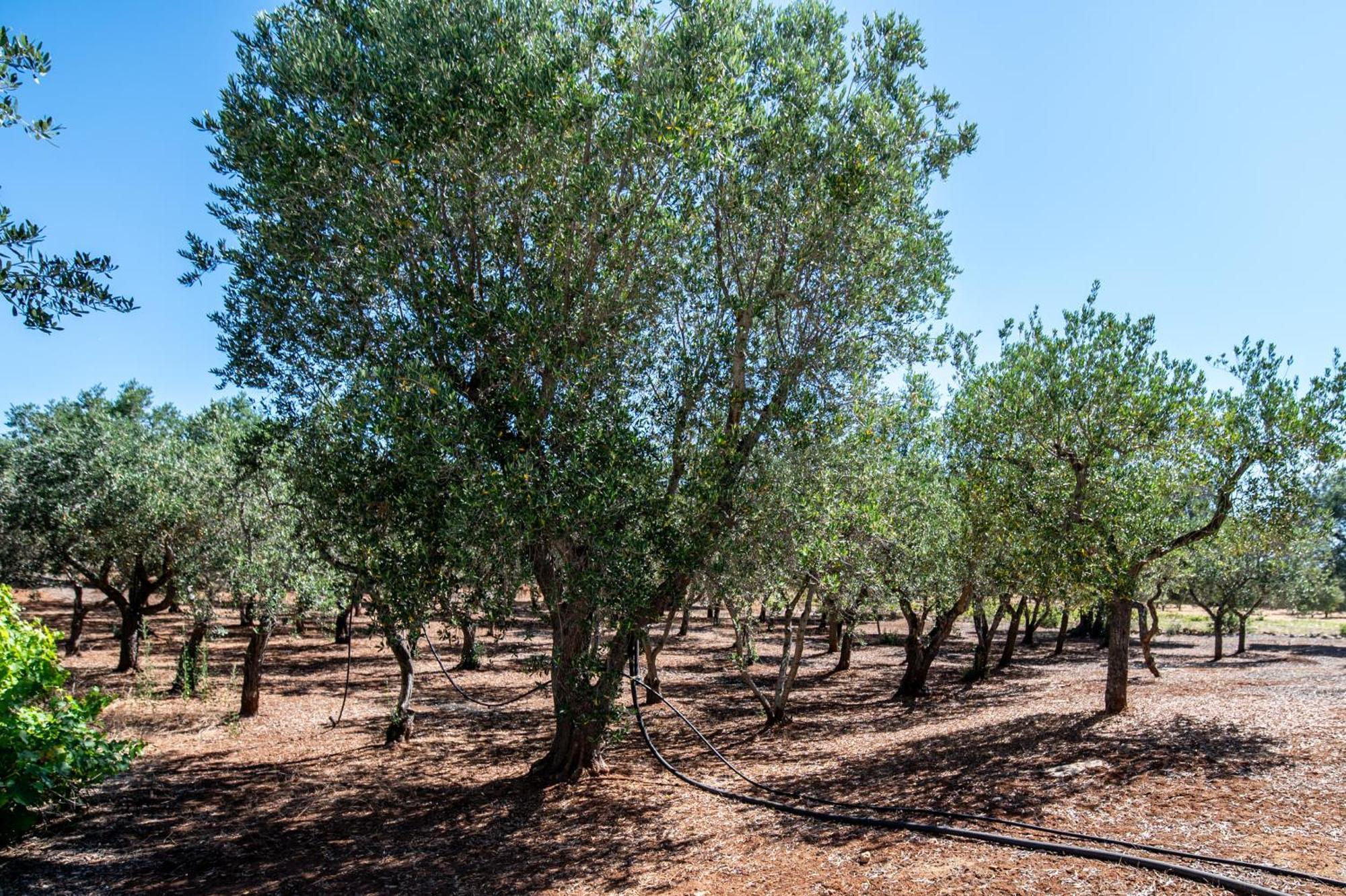 Trullo La Quercia Villa Ostuni Eksteriør bilde